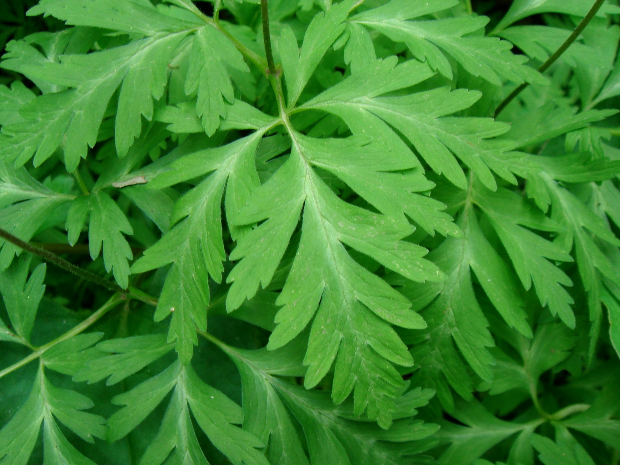 Anemone nikoensis Maximovicz